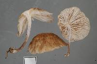 Gymnopus subpruinosus image