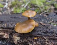 Galerina patagonica image