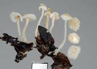 Hemimycena lactea image