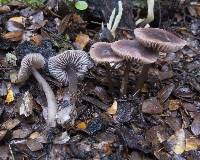 Mycena vinacea image