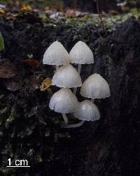 Mycena morris-jonesii image