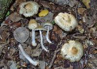 Inocybe sylvicola image