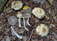 Inocybe sylvicola image