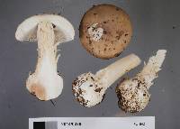 Amanita taiepa image