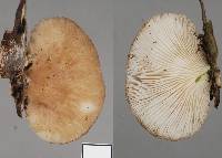 Pleurotus djamor image