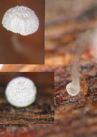 Mycena adscendens image