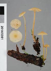 Omphalina wellingtonensis image