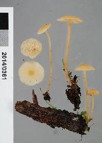 Omphalina wellingtonensis image