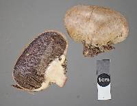 Scleroderma bovista image