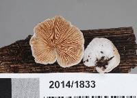 Crepidotus albolanatus image