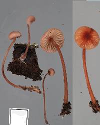 Mycena mariae image