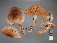 Cortinarius dysodes image