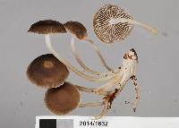 Mycena tuvara image