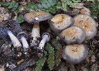 Cortinarius taylorianus image