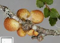 Cyttaria gunnii image