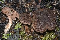 Cortinarius ursus image