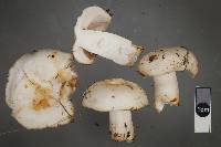 Russula amoenolens image