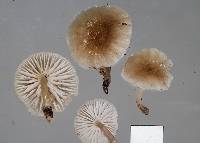 Roridomyces austrororidus image