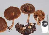 Psathyrella echinata image