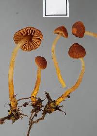 Cortinarius malosinae image