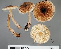 Lepiota thrombophora image