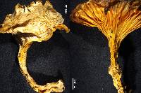 Cantharellus elsae image