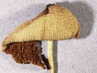 Conocybe apala image