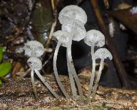 Roridomyces austrororidus image