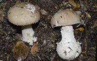 Amanita taiepa image