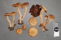 Cortinarius paleaceus image