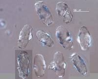 Microsphaera alphitoides image