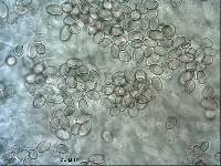 Crepidotus gilvidus image