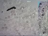Mycena carmeliana image