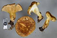 Austropaxillus mcnabbii image