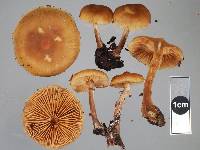 Galerina patagonica image