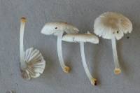 Mycena carmeliana image