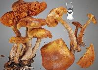 Gymnopilus dilepis image