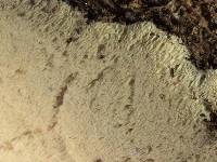 Sidera lowei image