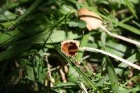 Conocybe apala image