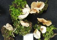 Crepidotus gilvidus image