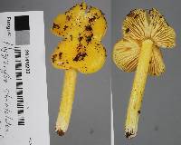 Hygrocybe striatolutea image