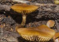 Galerina patagonica image