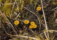 Lichenomphalia chromacea image