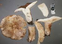 Russula griseobrunnea image