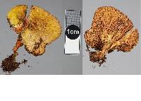 Hygrophoropsis coacta image