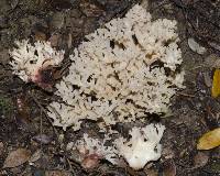 Ramaria purpureopallida image