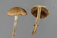 Psilocybe subaeruginosa image