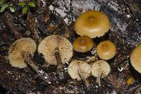 Galerina patagonica image