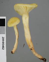 Hygrophorus salmonipes image