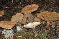 Suillus bovinus image